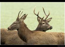Cerf