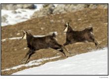 Chamois