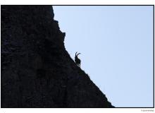 Chamois