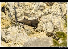 Chamois