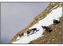 Chamois