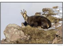 Chamois