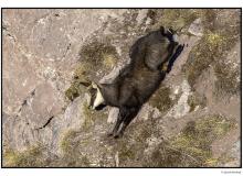 Chamois