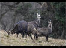 Chamois