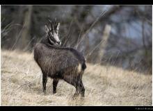 Chamois