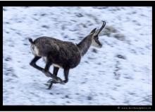 Chamois
