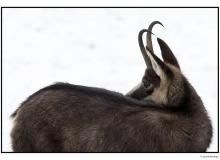 Chamois