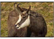 Chamois