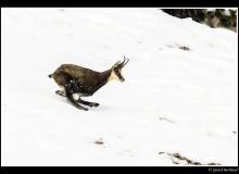 Chamois