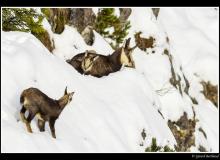 Chamois