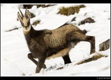 Chamois