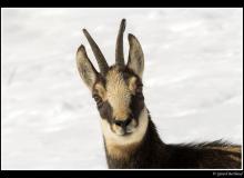 Chamois