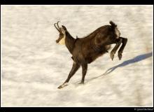 Chamois