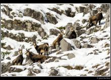 Chamois