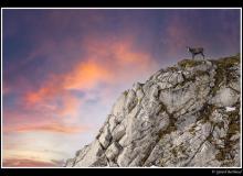 Chamois