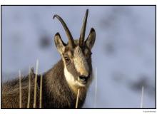 Chamois