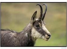 Chamois