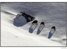 Chamois