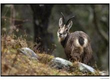 Chamois