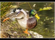 Colvert