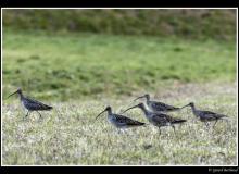 Courlis cendre