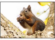 Ecureuil