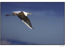 Grande aigrette