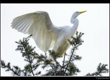 Grande aigrette