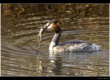 Grebe huppŽe