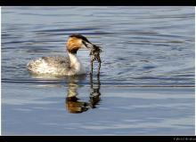 Grebe huppŽe