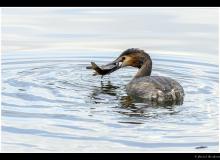 Grebe huppŽe