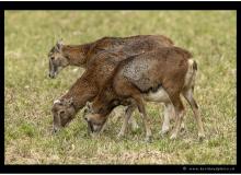 Mouflon