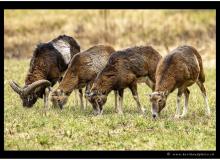 Mouflon