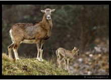 Mouflon