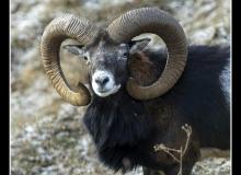 Mouflon