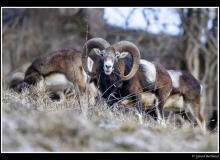 Mouflon