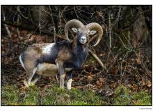 Mouflon