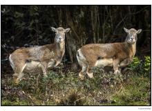 Mouflon