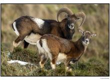 Mouflon