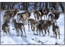 Mouflon