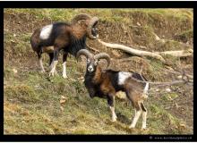 Mouflon