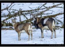 Mouflon