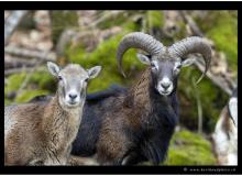 Mouflon