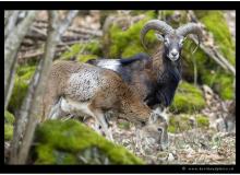 Mouflon