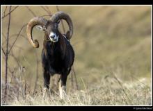 Mouflon