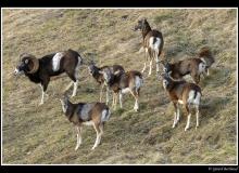 Mouflon
