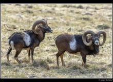 Mouflon