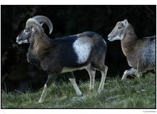Mouflon