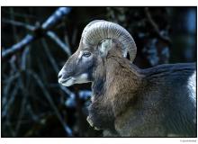 Mouflon