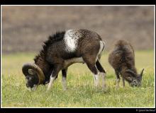 Mouflon